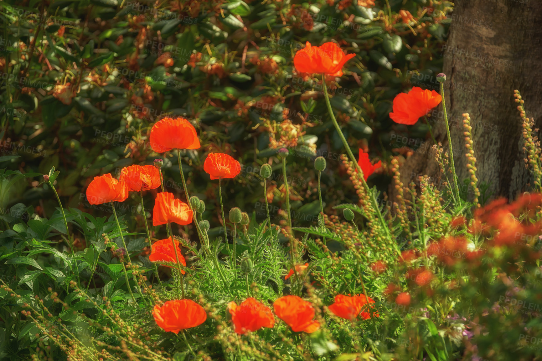 Buy stock photo Environment, nature and forest with poppy in field for sustainability, growth and spring season. Conservation, eco friendly and blossom with plants in park for botany, ecosystem and garden meadow