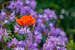 Flowers, environment and nature with poppy in garden for eco friendly, blossom or ecology. Outdoor, leaves and orange floral plants at park for botany, growth or sustainability field in spring.