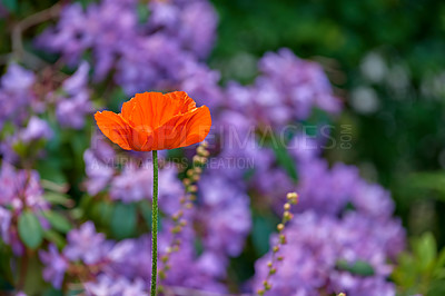 Buy stock photo Flowers, environment and nature with poppy in garden for eco friendly, blossom or ecology. Outdoor, leaves and orange floral plants at park for botany, growth or sustainability field in spring.