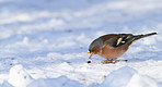 Chaffinch. Beautiful garden bird in Europe, incl. Denmark