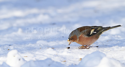 Buy stock photo Environment, forage and chaffinch in snow in nature for sustainability, ornithology or wildlife ecosystem. Garden, fauna and closeup of animal in countryside for bird watching, conservation and park