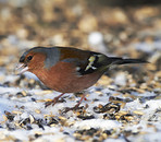 Chaffinch. Beautiful garden bird in Europe, incl. Denmark