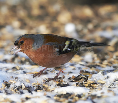 Buy stock photo Environment, winter and chaffinch in snow in nature for sustainability, ornithology or wildlife ecosystem. Garden, fauna and closeup of animal in countryside for bird watching, conservation and park