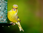 Carduelis chloris - Greenfinch. Beautiful garden bird in Europe, incl. Denmark