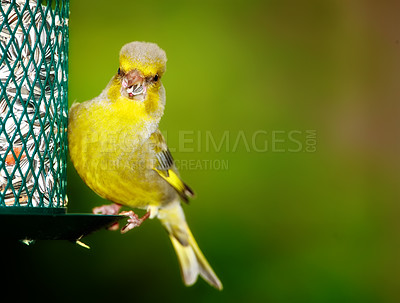 Buy stock photo Environment, spring and greenfinch on birdfeeder in nature for sustainability, ornithology or ecosystem. Garden, fauna and closeup of animal in countryside for bird watching, conservation and mockup