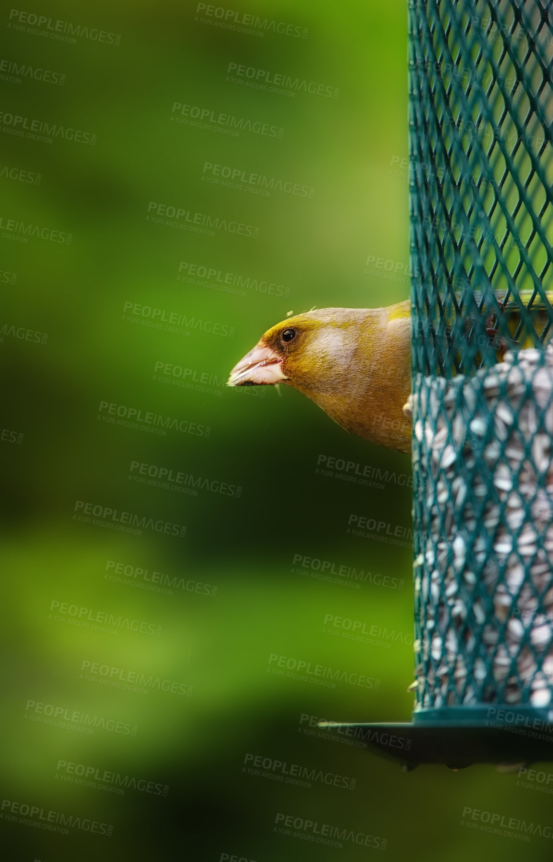 Buy stock photo Spring, eating and greenfinch on birdfeeder in nature for sustainability, ornithology or ecosystem. Garden, fauna and closeup of animal in countryside for bird watching, conservation and park