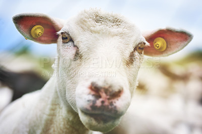 Buy stock photo Outdoor, grazing and growth of sheep, nature and industry of agriculture, countryside and livestock on grass. Farm, field and animal in environment, lamb and production for business, land and morning