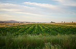 A green cabbage field with a blue sky and houses in the background. A green plantation growing in line on a farm