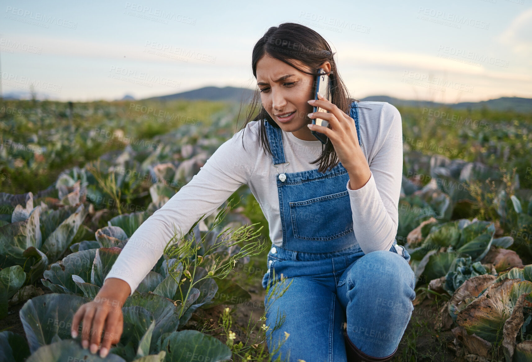 Buy stock photo Farmer, phone call and woman in nature, conversation and growth of crops, doubt and business of cabbage. Environment, confused and person in countryside, supplier and entrepreneur with vegetables