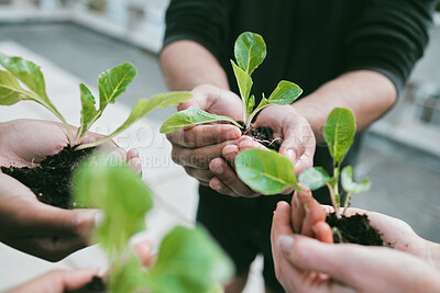 Buy stock photo Closeup, people and hands with plants on soil for sustainability, eco friendly and earth day. Outdoor, solidarity and green crop with charity work, volunteer and NGO for future, environment or growth