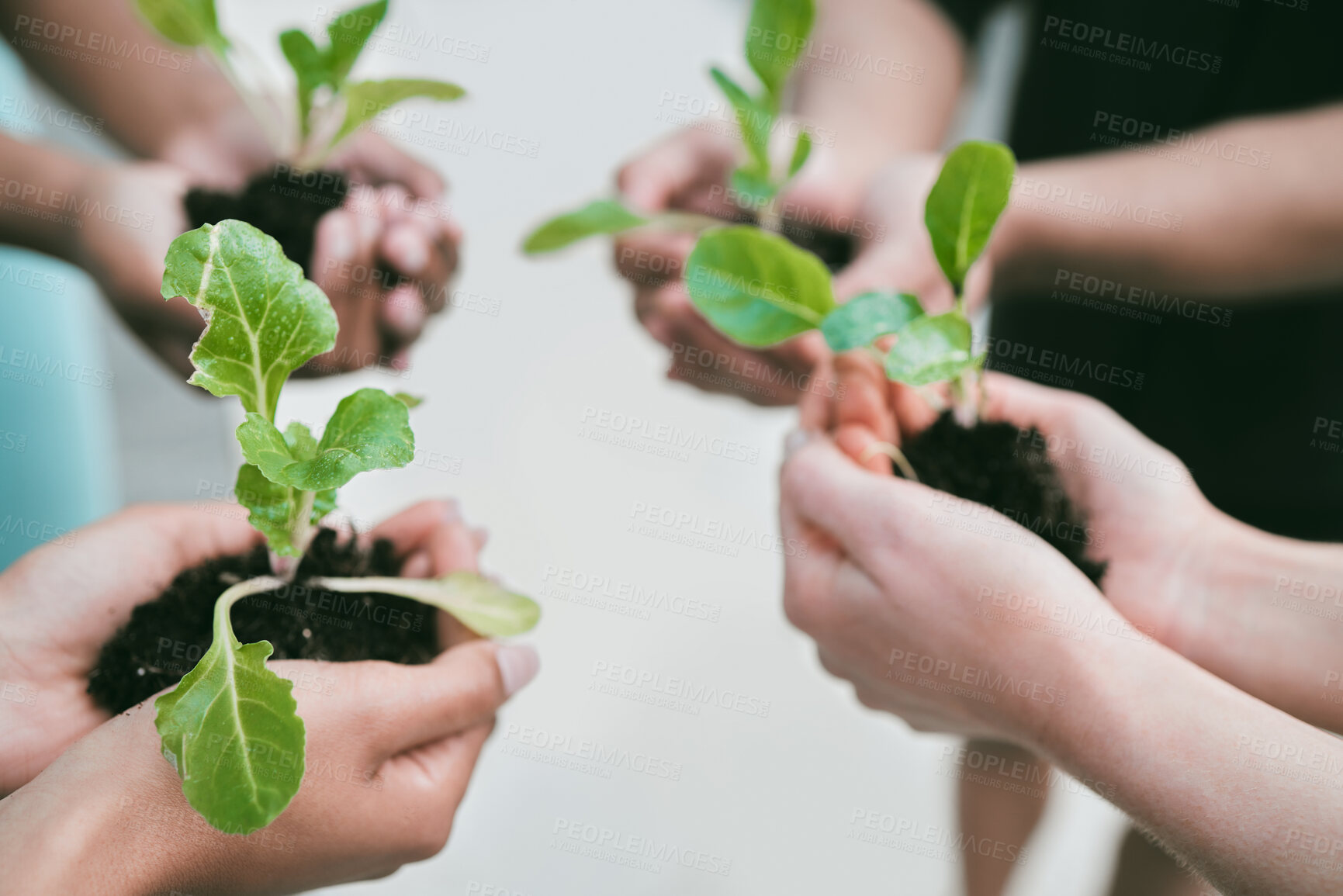 Buy stock photo Outside, people and hands with plants on soil for sustainability, eco friendly and earth day. Closeup, solidarity and green crop with charity work, volunteer and NGO for future, environment or growth