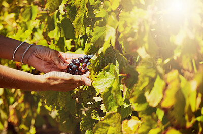 Buy stock photo Hands, person or picking grapes on plant with leaves or agriculture for sustainable farm. Nature, fresh or healthy selection for farming fruits, produce growth or natural harvest for wine in vineyard