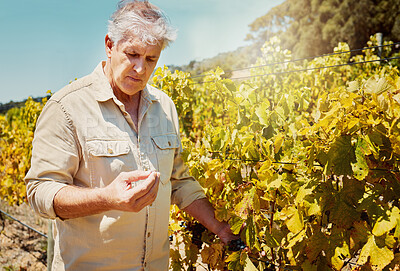 Buy stock photo Agriculture, quality check and field with man in vineyard for winery, grape farming and countryside. Sustainability, garden and environment with mature person in nature for horticulture and harvest