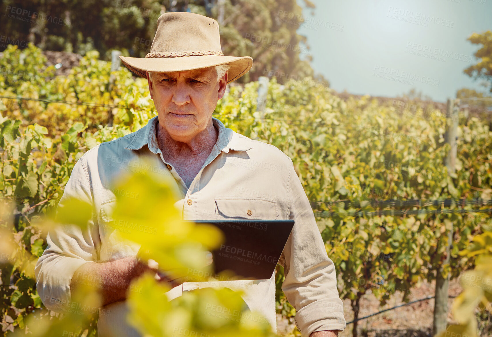 Buy stock photo Growth, farming and man with tablet in vineyard, small business and check for plants progress. Nature, male person and senior farmer with digital for quality control, agriculture and wine production