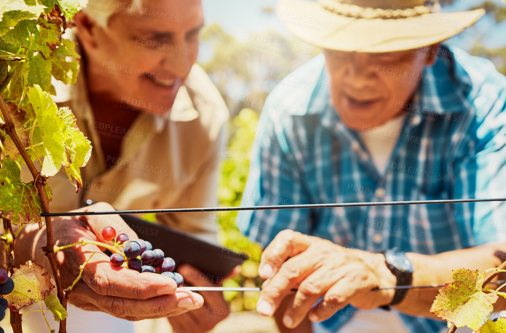 Buy stock photo Grapes, farming and people with tablet in vineyard, small business and harvesting for fruits growth. Progress, teamwork and senior men with digital for quality control, agriculture or wine production