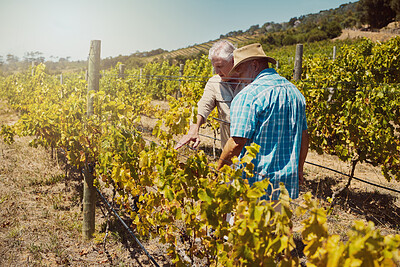 Buy stock photo Senior, farmer and men in vineyard for agriculture with quality assurance or crops inspection for harvest. Teamwork, discussion or checking produce on grape field for sustainability or growth control