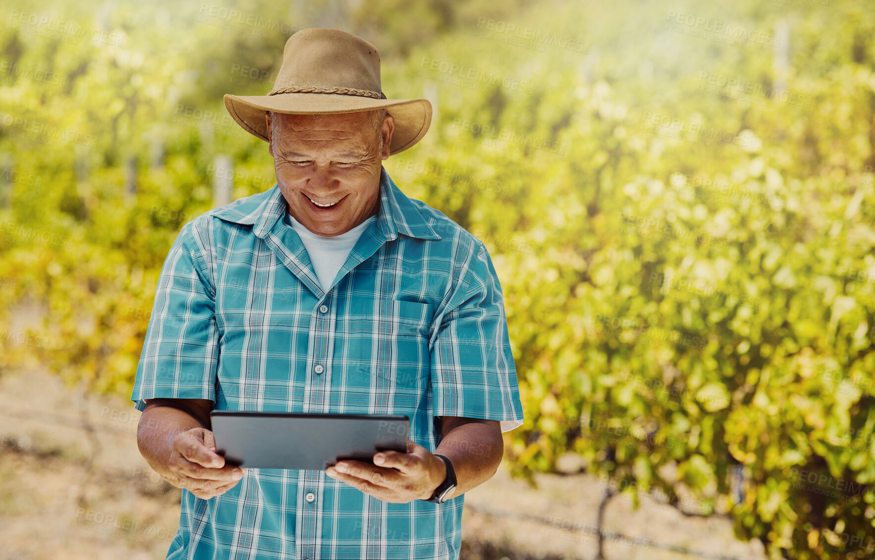 Buy stock photo Happy, farming and man with tablet in vineyard, small business and check for plants progress. Nature, male person and senior farmer with digital for quality control, agriculture and winery production