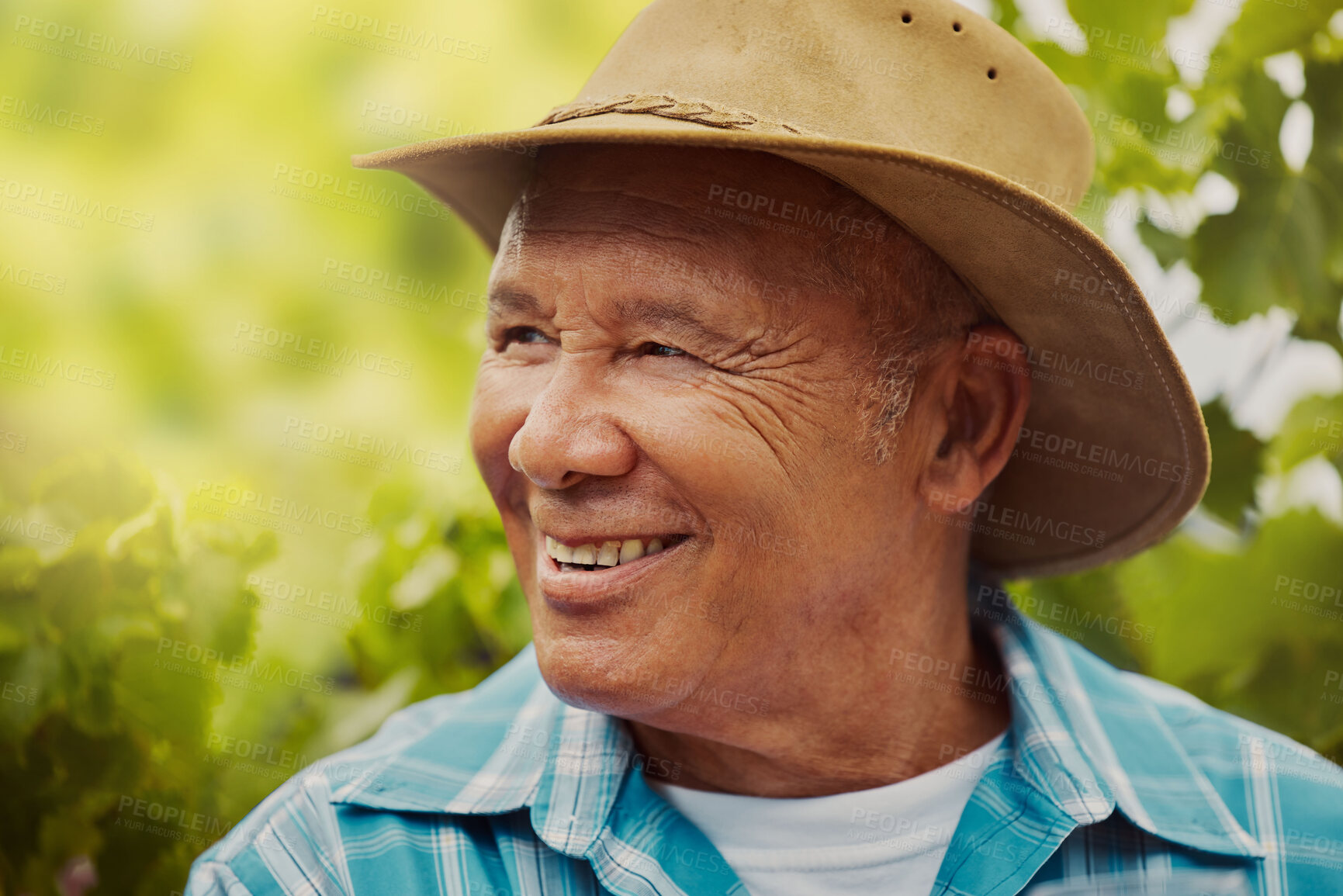 Buy stock photo Agriculture, smile and spring with man in vineyard for winery, grape farming and countryside. Sustainability, garden and environment with mature person in nature for horticulture and harvest