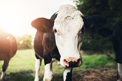 Buy stock photo Cow, face and farm with herd in countryside with tag for stock, id and safety on field for grazing. Animal, cattle and livestock on grass for milk, meat or dairy production with free range in nature