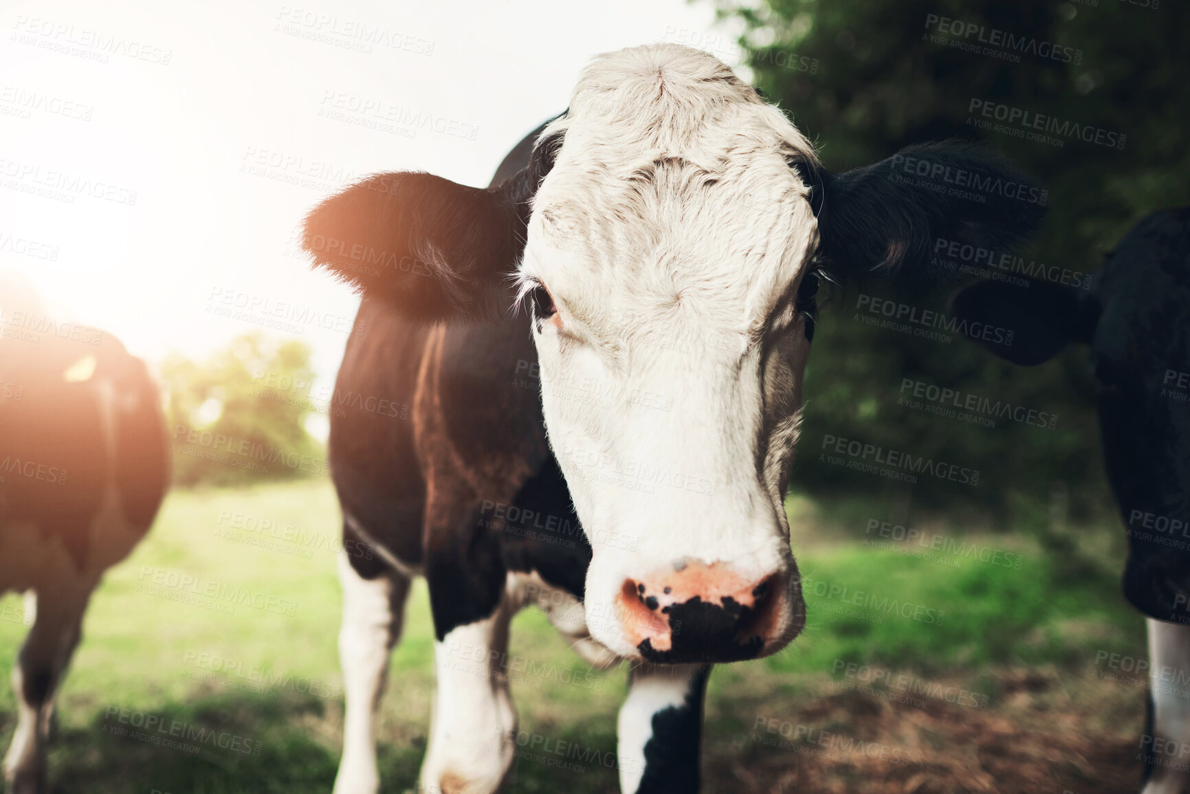 Buy stock photo Cow, face and farm with herd in countryside with tag for stock, id and safety on field for grazing. Animal, cattle and livestock on grass for milk, meat or dairy production with free range in nature