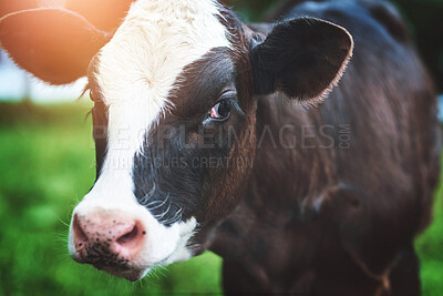 Buy stock photo Cow, agriculture and label for livestock, beef and meat production on free range farm. Cattle or animal with ear tag for tracking growth, health and age in dairy supply chain or sustainable business