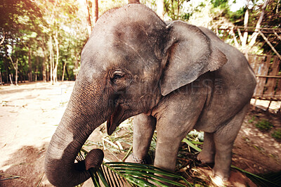 Buy stock photo An eco-tourist reaching out to caress an Asian elephant calf - Thailand