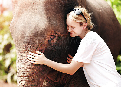 Buy stock photo Travel, nature and woman hug elephant in a jungle for adventure, freedom and experience. Conservation, wildlife and female tourist in Thailand bonding with animal in a forest with touch and fun
