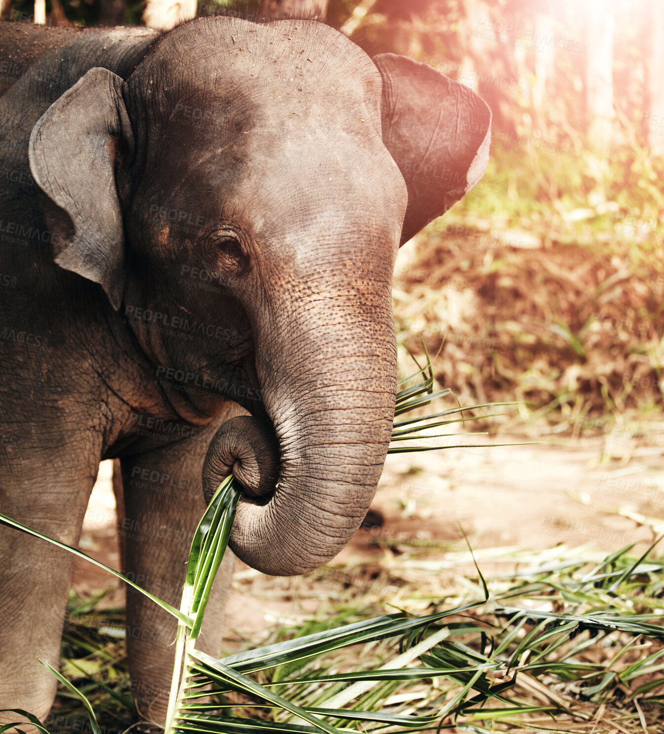 Buy stock photo Elephant eating leaves, bamboo or plant in a jungle for wildlife conservation. Forest, sustainability and calm animal calf outdoors feeding on branches in natural or peaceful environment in Thailand
