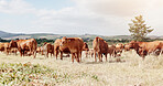 Farming, field and cow on grass, countryside and dairy farm for sustainability, agriculture and ecology. Cattle, nature and livestock production, ranch animals and beef with meat or milk industry
