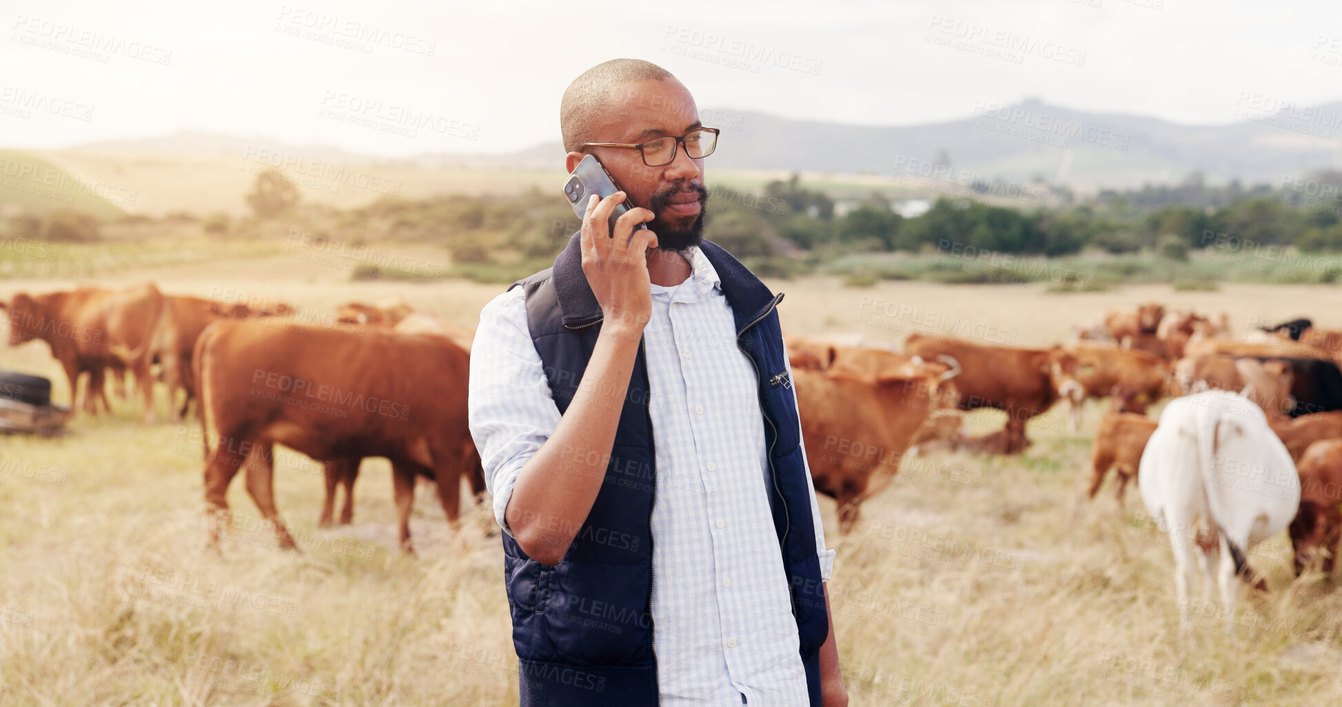 Buy stock photo Agriculture, phone call and cow with black man on farm for sustainability, communication and livestock supplier. Growth, cattle and contact with person in countryside for networking and animal ranch