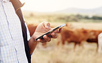 Phone, hand and farmer in field with livestock for agriculture, eco friendly and sustainability business. Cellphone, nature and supplier checking cattle stock for free range animals in countryside.