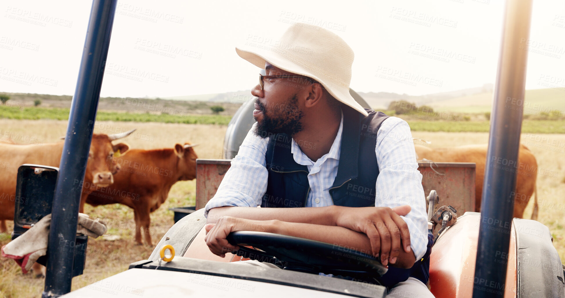 Buy stock photo Agriculture, farm and idea with black man on tractor outdoor in field for organic sustainability. Beef, cattle and cows with dairy farmer in countryside for future, thinking or vision of net zero