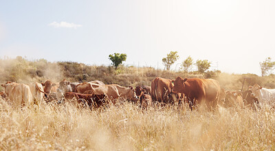 Buy stock photo Farming, field and cattle on grass, agriculture and dairy farm for sustainability, countryside and agro. Cows, nature and livestock production, ranch animals and beef with meat and milk industry
