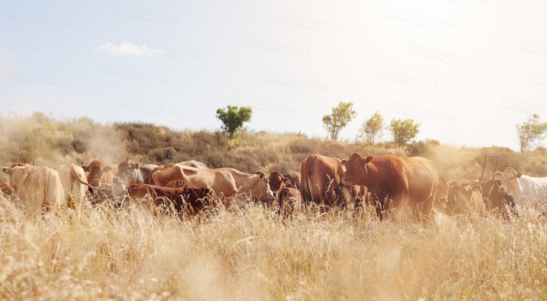 Buy stock photo Farming, field and cattle on grass, agriculture and dairy farm for sustainability, countryside and agro. Cows, nature and livestock production, ranch animals and beef with meat and milk industry
