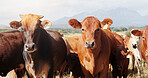 Portrait, field and cattle on grass, countryside and dairy farm for sustainability, agriculture and ecology. Cows, nature and livestock production, ranch animals and beef with meat or milk industry
