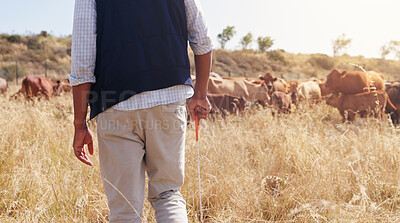 Buy stock photo Cattle, farmer and countryside with sustainability, agriculture and dairy production on field. Outdoor, nature and livestock in Africa with care, working and farming work with small business and back