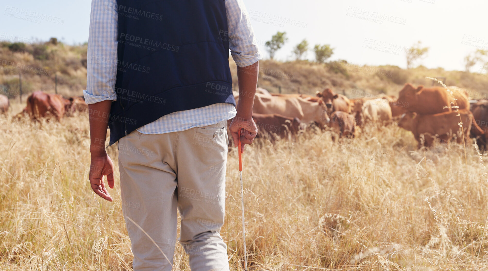 Buy stock photo Cattle, farmer and countryside with sustainability, agriculture and dairy production on field. Outdoor, nature and livestock in Africa with care, working and farming work with small business and back