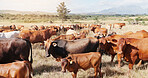 Farming, field and cattle on grass, sustainability and dairy industry for countryside, agriculture and ecology. Cows, nature and livestock production, ranch animals and beef with meat or milk farm
