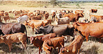 Farming, nature and cattle on grass, countryside and dairy industry for sustainability, agriculture and ecology. Cows, field and livestock production, ranch animals and beef with meat and milk farm
