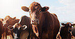 Farming, field and cattle in portrait, countryside and dairy industry for sustainability, agriculture or ecology. Cows, nature and livestock production, ranch animals and beef with meat or milk farm
