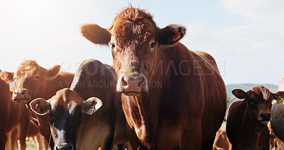 Buy stock photo Farming, field and cattle in portrait, countryside and dairy industry for sustainability, agriculture and natural. Cows, nature and livestock production, animals and beef with meat and organic milk
