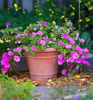 Buy stock photo Flowers, nature and pot plant with bougainvillea in garden for eco friendly, field or ecology. Outdoor, leaves and pink floral bloom at park for botany, growth or sustainability environment in spring