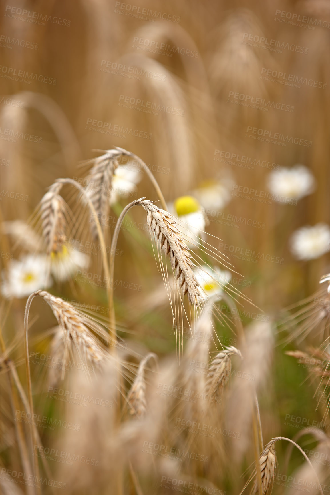 Buy stock photo Outdoor, wheat and agriculture for food supply with farming, sustainability and growth for future. Field, landscape and countryside for environment with nature, organic and harvest for production