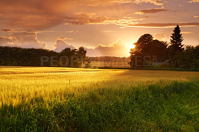 Buy stock photo Grass, wheat and field with sunset outdoor of grain harvest, agriculture farm and crop production of environment. Countryside, nature sunrise and morning horizon, plant growth and sustainable land