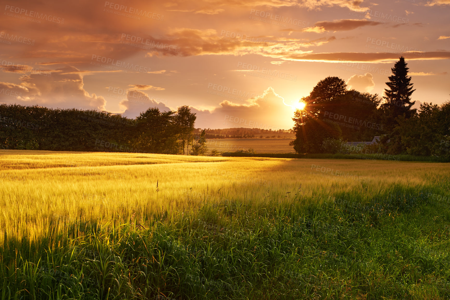 Buy stock photo Grass, wheat and field with sunset outdoor of grain harvest, agriculture farm and crop production of environment. Countryside, nature sunrise and morning horizon, plant growth and sustainable land