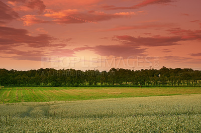 Buy stock photo Grass, wheat and field with sunrise outdoor of grain harvest, agriculture farm and crop production of environment. Countryside, nature sunset and morning horizon, plant growth and sustainable process