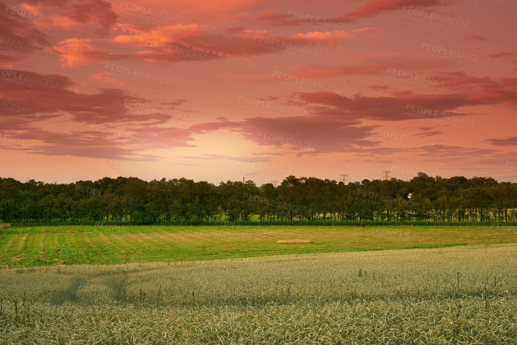 Buy stock photo Grass, wheat and field with sunrise outdoor of grain harvest, agriculture farm and crop production of environment. Countryside, nature sunset and morning horizon, plant growth and sustainable process