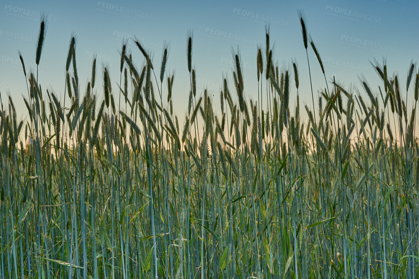 Buy stock photo Grass, wheat and field with harvest outdoor of grain growth, agriculture farm and crop production. Countryside, nature or rice farming of organic environment, sustainable process and food development