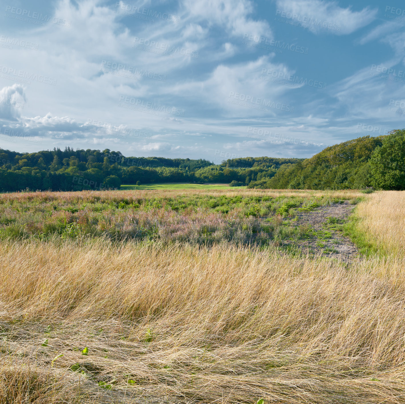 Buy stock photo Field, grass and forest for nature or eco friendly and growth with farming in Germany. Outdoor, countryside and landscape for conservation, preservation and natural for sustainability and environment