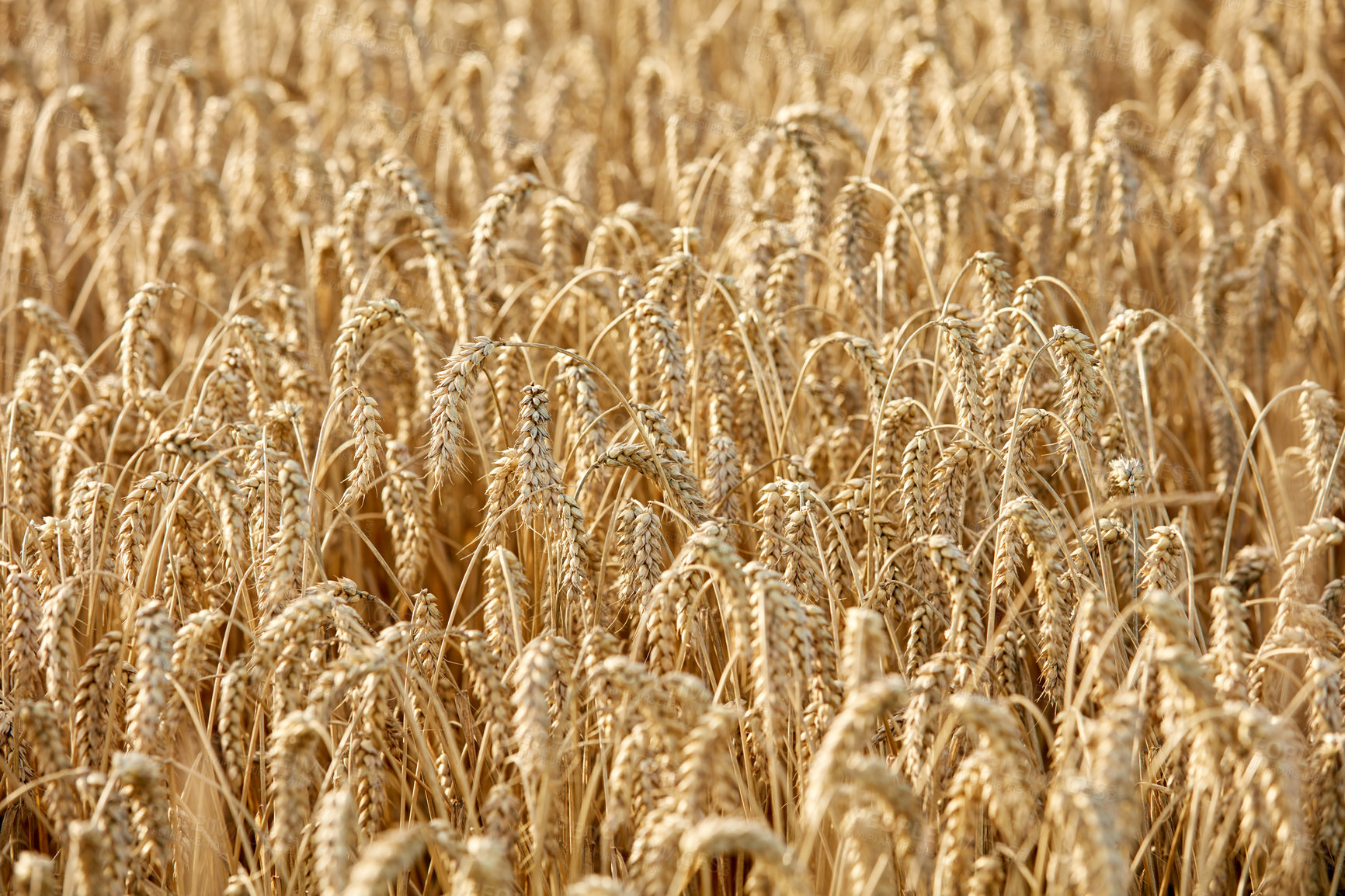 Buy stock photo Plants, wheat and field with harvest outdoor for grain, agriculture farm and crop production of environment. Countryside, nature closeup and organic food, rice development and sustainable process